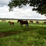 Paarden in een weiland aan de rand van het Dwingelderveld.