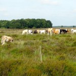 Grazende koeien in het Dwingelderveld.