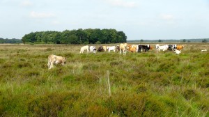 Grazende koeien in het Dwingelderveld.