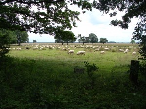 De kudde aan de rand van de heide in een stuk weiland.