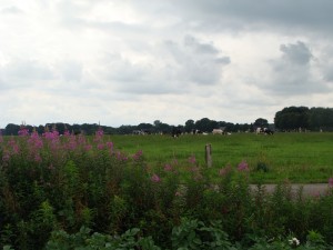 Koeien op de Es van het Westeinde.