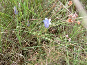 Klokjesgentiaan - zeldzaam plantje in het Dwinelderveld.