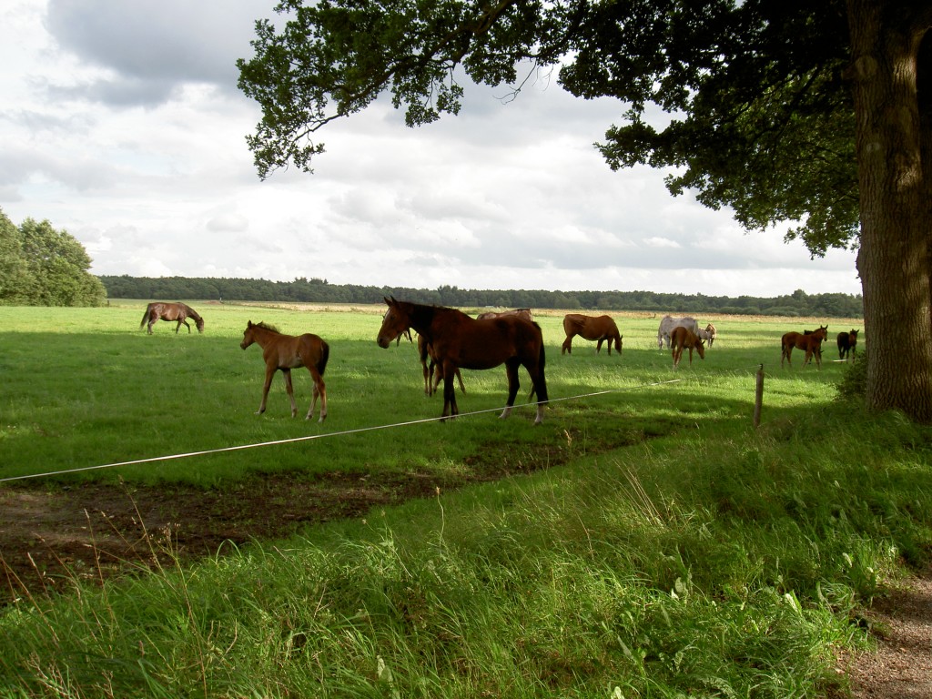 Paarden in een weiland aan de rand van het Dwingelderveld.