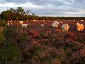 Dwingelderveld - koeien bij zonsondergang op een bloeiende heide.